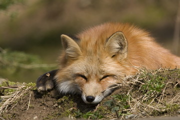 Fototapeta premium ruhender Fuchs