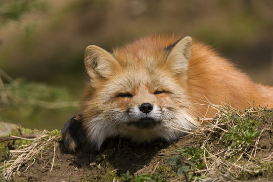 ruhender Fuchs