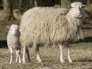 Mutterschaf mit Lamm