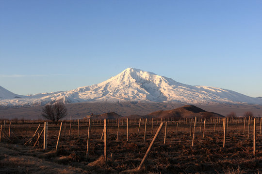 Ararat behind arable land