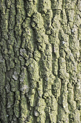 wood texture