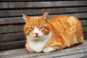 Katze auf Bank