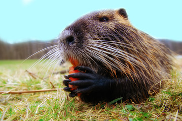 Nutria - Biberratte frisst Möhre