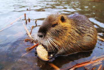 Nutria - Biberratte