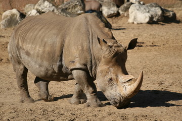 Obraz premium rhinocéros