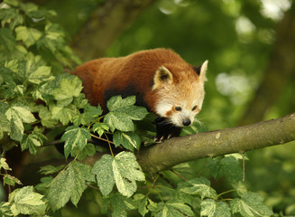 Fototapeta premium Red Panda