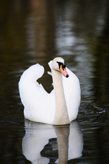 Obraz premium schwan