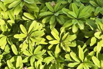 Many green leaves on branches