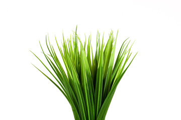 plant #2