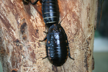 Madagaskar Fauchschabe