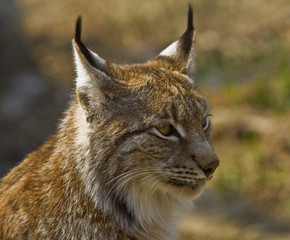 Luchs