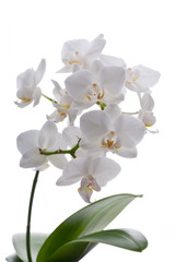 Fototapeta na wymiar Biała orchidea z liści