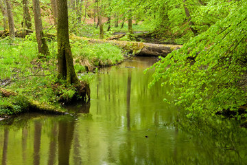 Fototapeta na wymiar Las i rzeka w lesie wiosny i rzeki na wiosnę