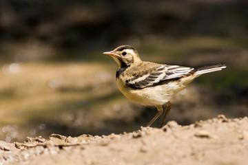 Motacilla flava, Yellow Wagtail