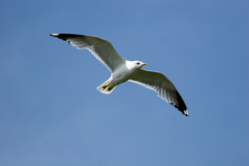 Fototapeta na wymiar Larus canus, Common Gull