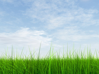 green grass over a blue sky with white clouds as background