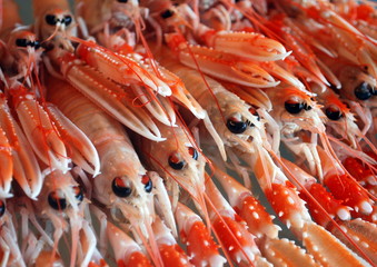 Langoustines Fraîches