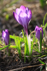 Fototapeta premium Crocus