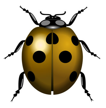 ladybug jaune