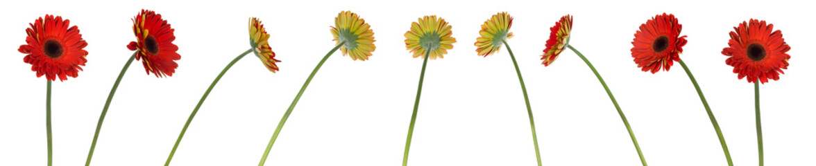 nine red gerbera flowers in different positions
