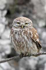 The Little Owl (Athene noctua) watching, K.Tivon, Israel