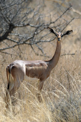 The Gerenuk (Litocranius walleri), Kenya, Africa