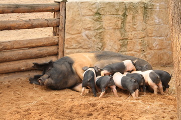 Sow with seven piglets