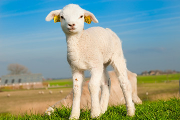 cute lamb in spring