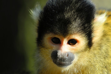 cute squirrel monkey