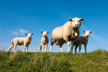 Fototapeta premium cute lambs in spring