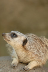 What's That Meerkat Looking At?