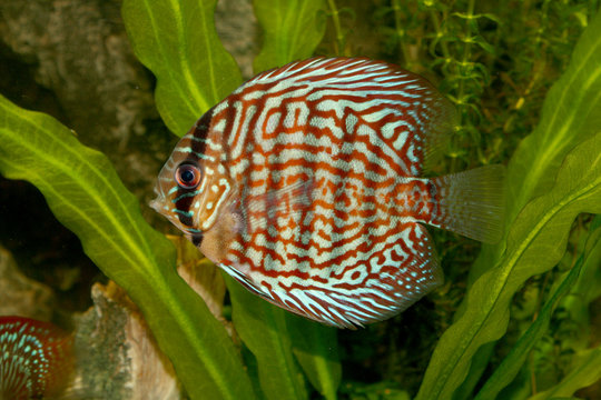 piccolo discus