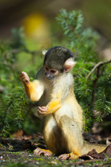 cute squirrel monkey