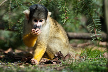 cute squirrel monkey