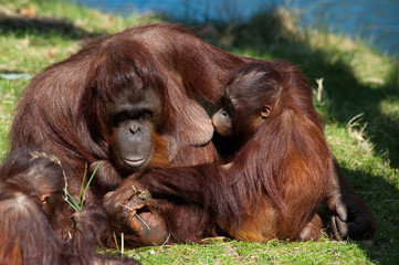 mother and baby orangutan © Eric Gevaert