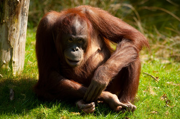 cute orangutan © Eric Gevaert