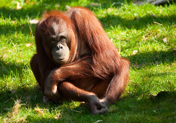 cute orangutan © Eric Gevaert