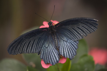 Papilio Rumanzovia Black White Butterfly on Pink Flower