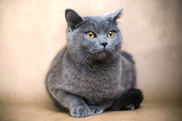 British Shorthaired Cat