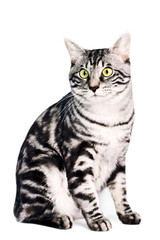 Purebred Kunashir cat