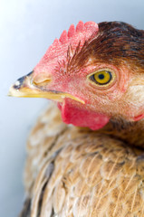 Hen. A hen sitting in barnyard.