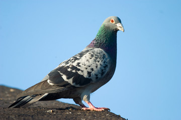 wild birds flighting