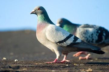 wild birds flighting