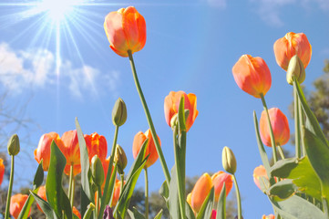 Obraz premium tulips