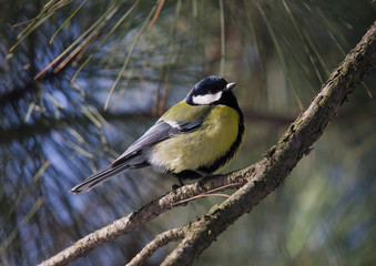 Fototapeta premium titmouse