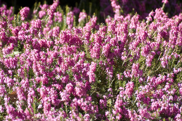 Purple heather