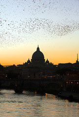 Basilica di San Pietro con Storni dal fiume Tevere a Roma IT