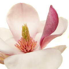 Fototapeta premium Magnolia closeup