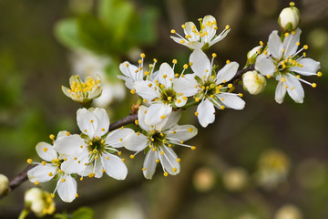 Blackthorn or sloe with small white flowers in april