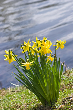 Yellow daffodils at the waterside